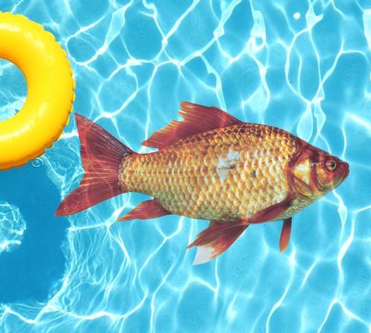 Goldfish Underwater Pool Mat Tattoo